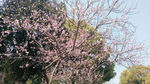 桃花树