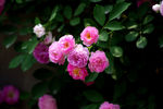 蔷薇花