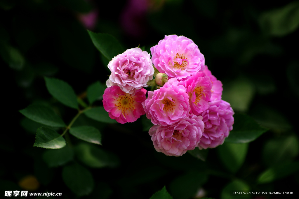 蔷薇花
