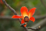 木棉花