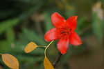 木棉花