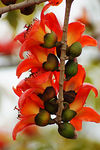 木棉花