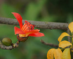 木棉花