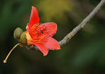 木棉花