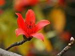 木棉花