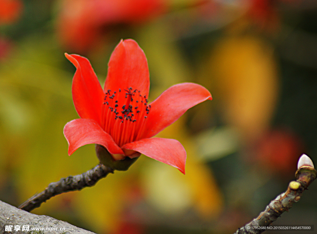 木棉花