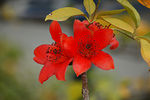 木棉花