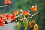 木棉花