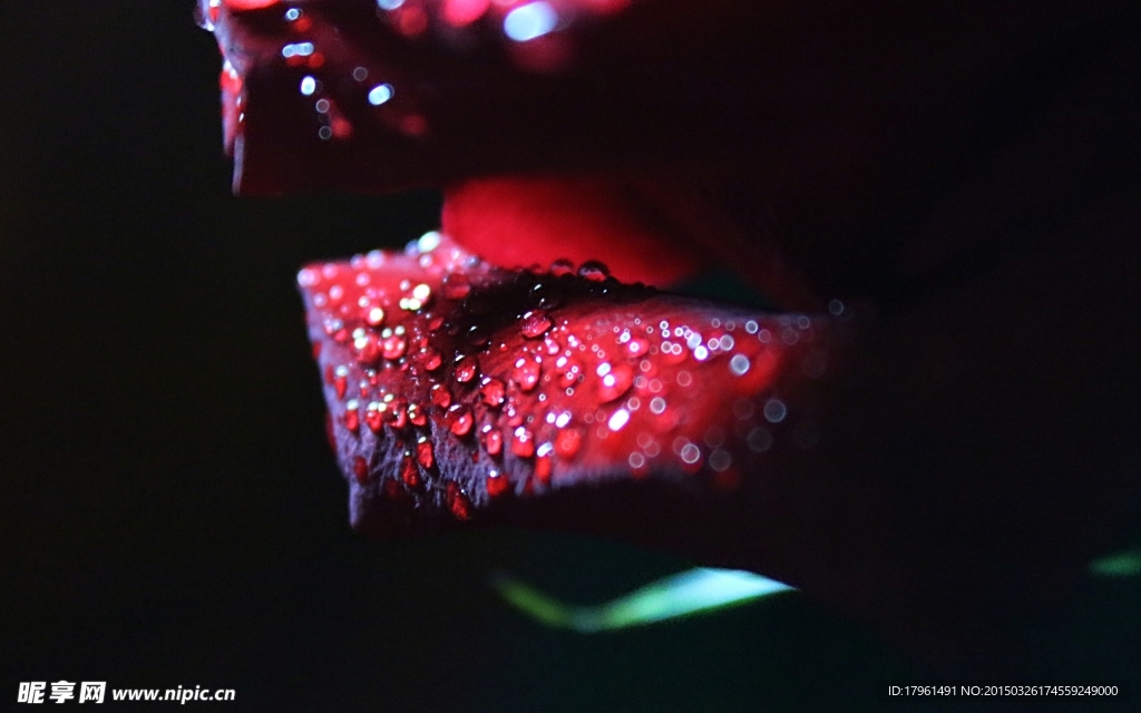玫瑰花