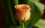 玫瑰花