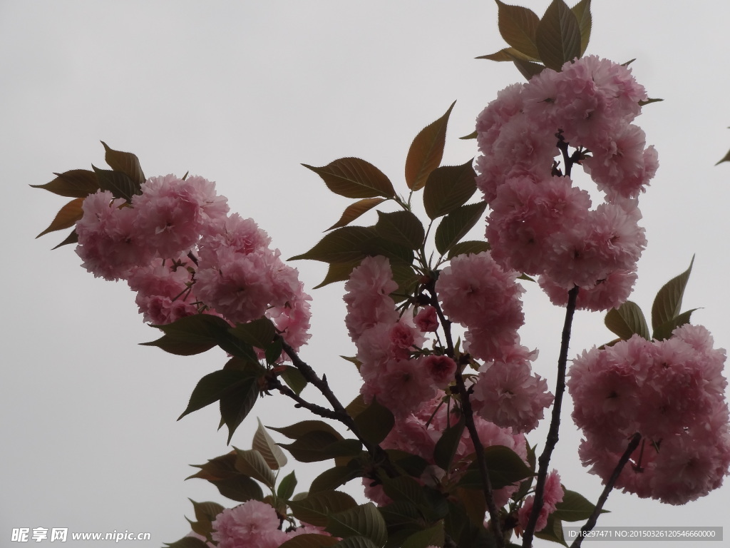 樱花