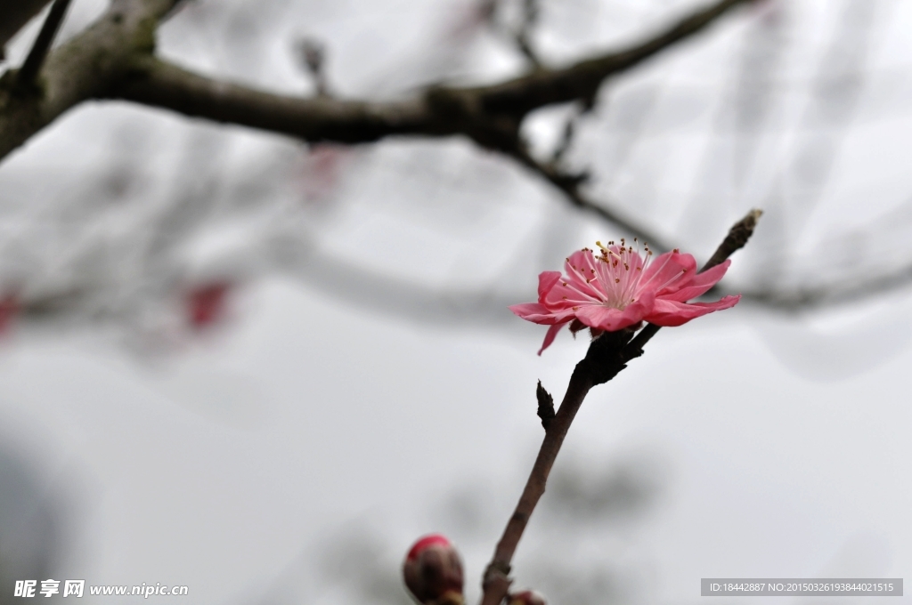 桃花