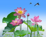 荷花