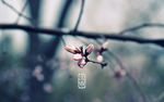 立春