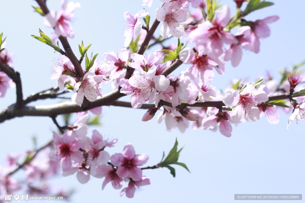 桃花