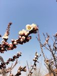 春天桃花含苞待放
