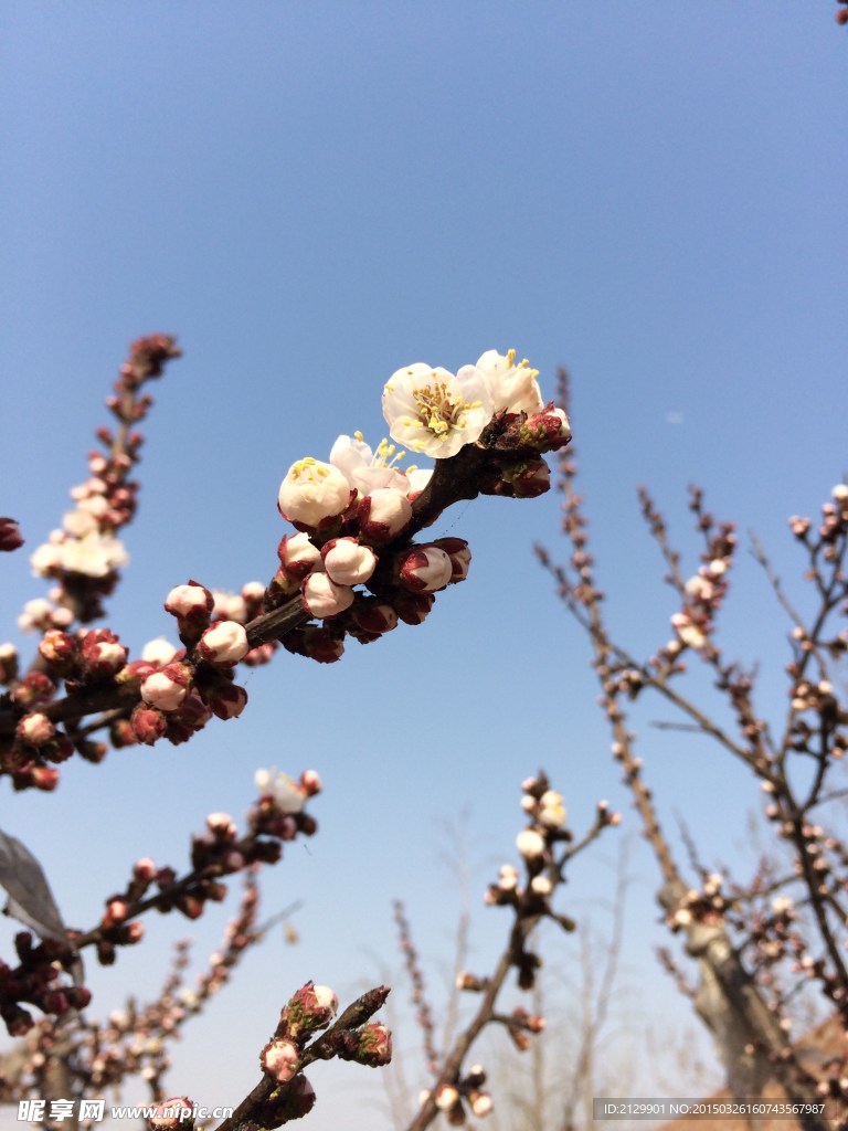 春天桃花含苞待放