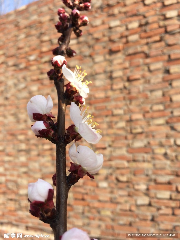 院墙桃花