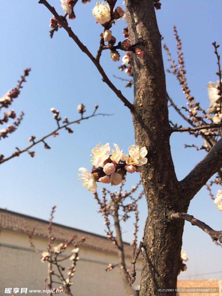 四合院里的桃花