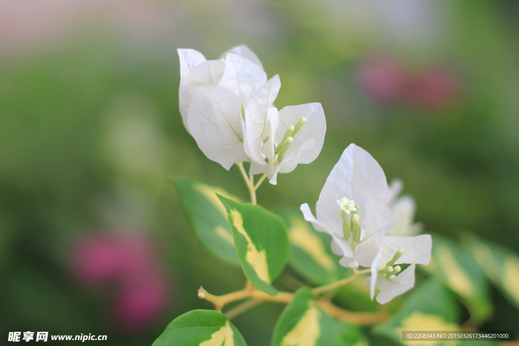 白色鲜花