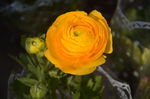 花毛茛
