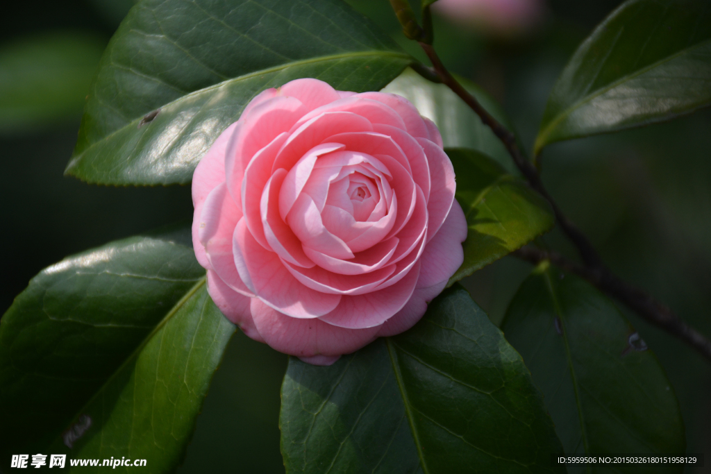 月季花