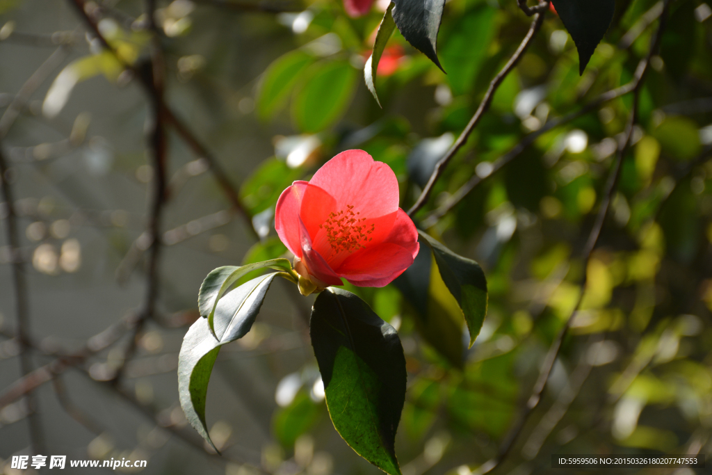 茶花