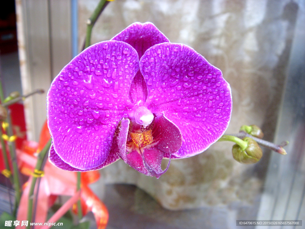 蝴蝶花
