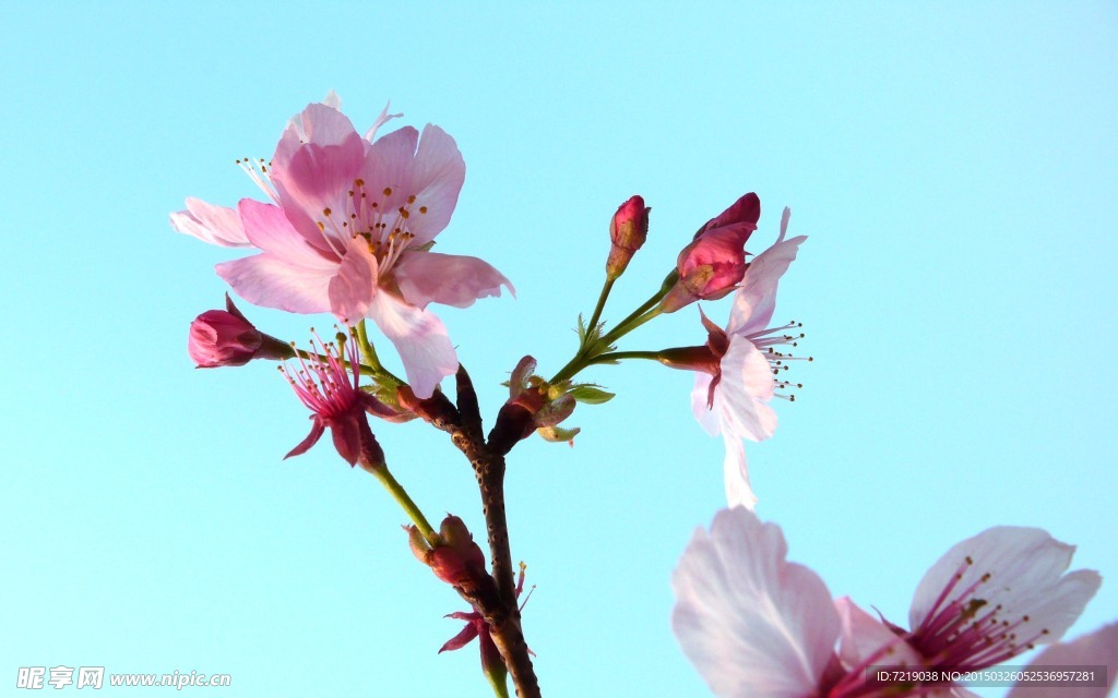 樱花