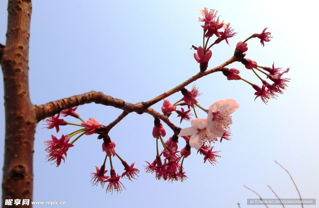 樱花