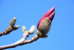 玉兰花
