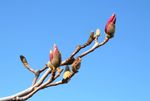 玉兰花