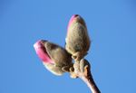 玉兰花