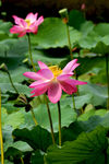 莲花