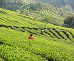 茶山