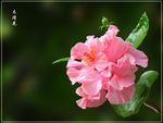 木槿花