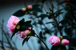 山茶花