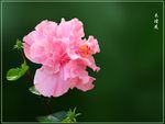木槿花
