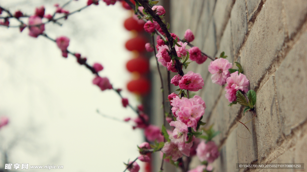 樱花