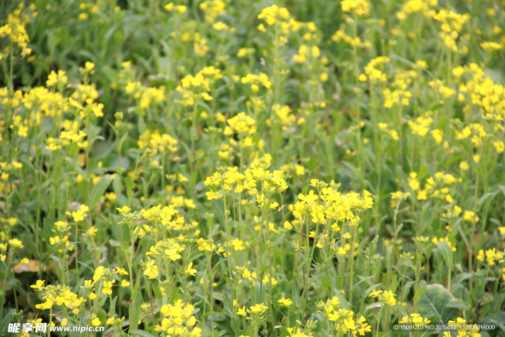 油菜花