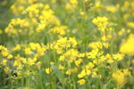 油菜花