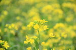 油菜花