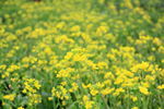 油菜花