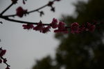 红梅花开