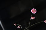 红梅花开