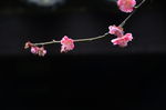 红梅花开