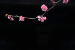 红梅花开