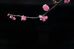 红梅花开