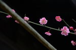 红梅花开