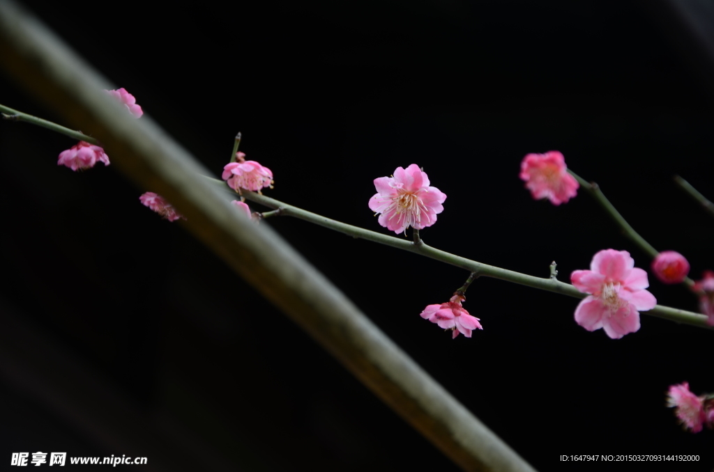 红梅花开